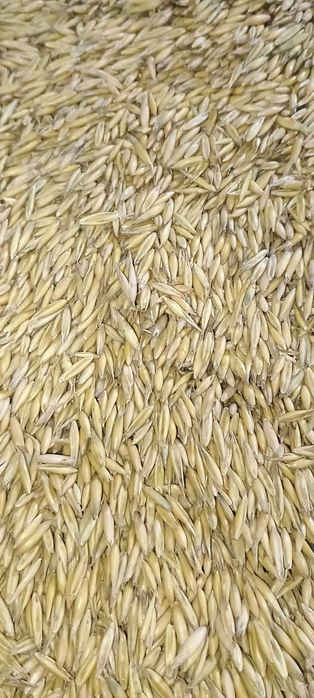 Продам пшеницю .