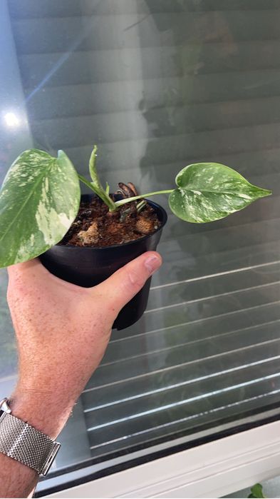 Planta Monstera variagata