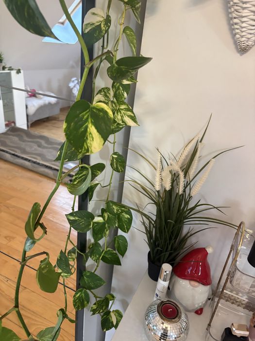 Epipremnum zlociste