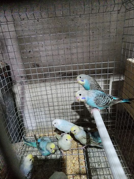 Piriquitos Australianos coloridos
