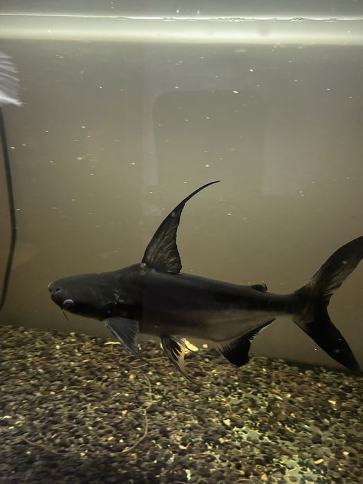 Pangasius +/- 30 cm Doação