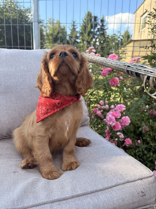 Cavalier King Charles Spaniel suczka.