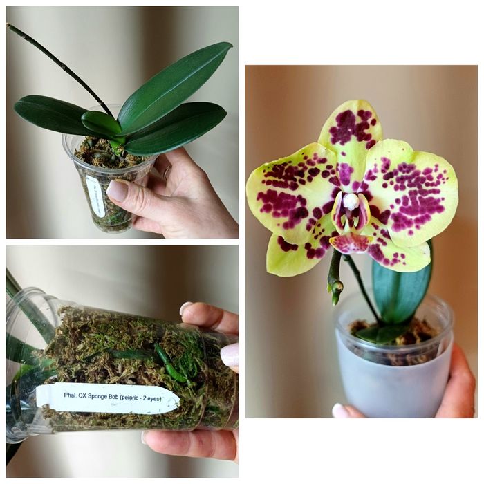 Сортові орхідеї,антуріуми