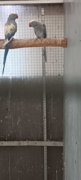 Aleksandretty obrożne szeki fiolet turkus para lęgowa!