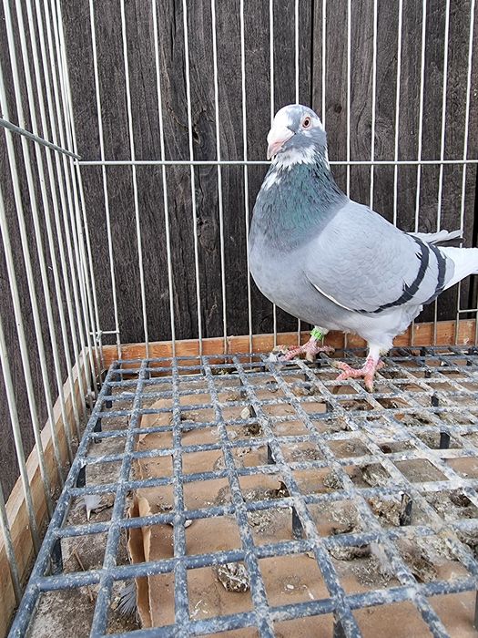 Gołębie staropolskie