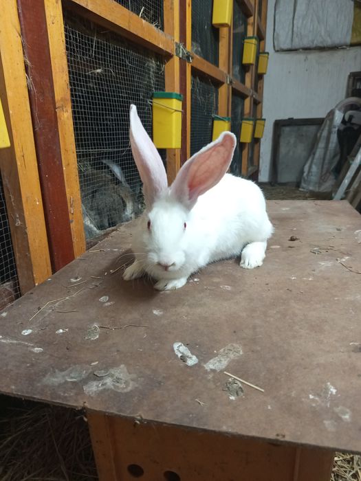 Termondzki biały samiczki