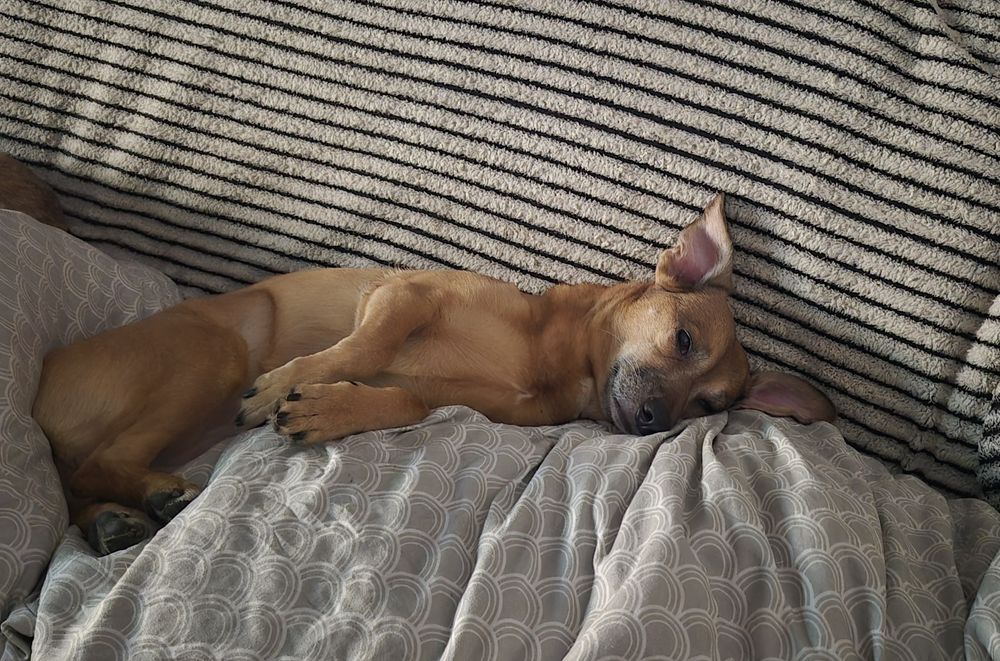 Suczka 10 letnia  szuka domku