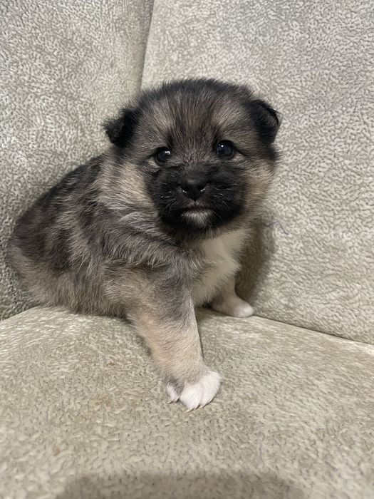 Віддамо в добрі руки