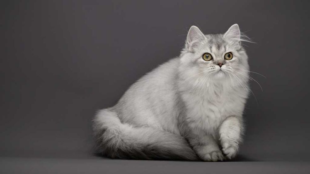 Розкішна срібляста кішечка