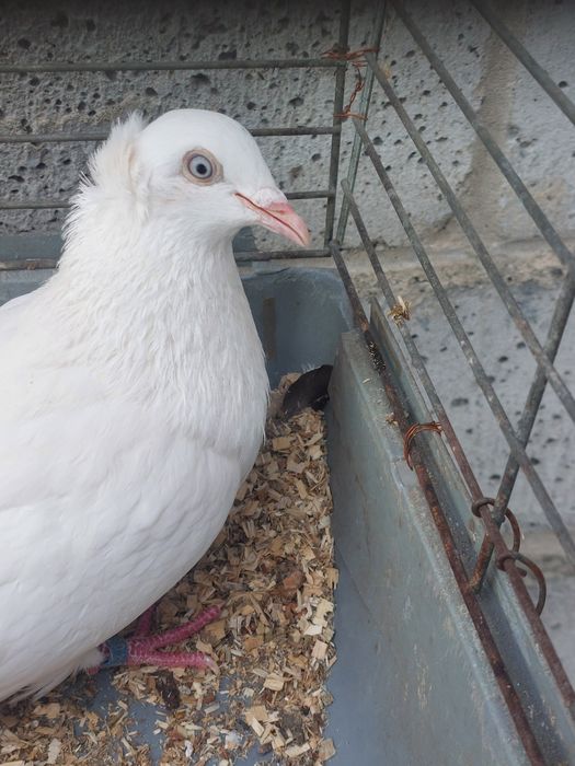 Perłowy masłowy samiec