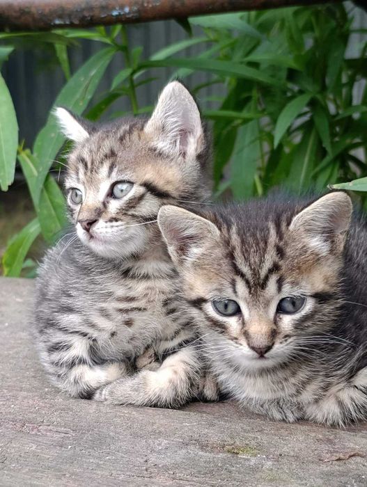 Кошенята безкоштовно