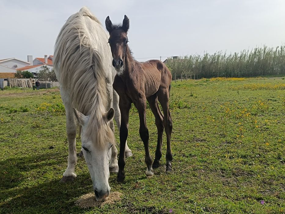 Égua lusitana afilhada