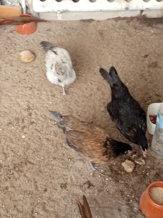 Animais saudáveis e  desparasitados