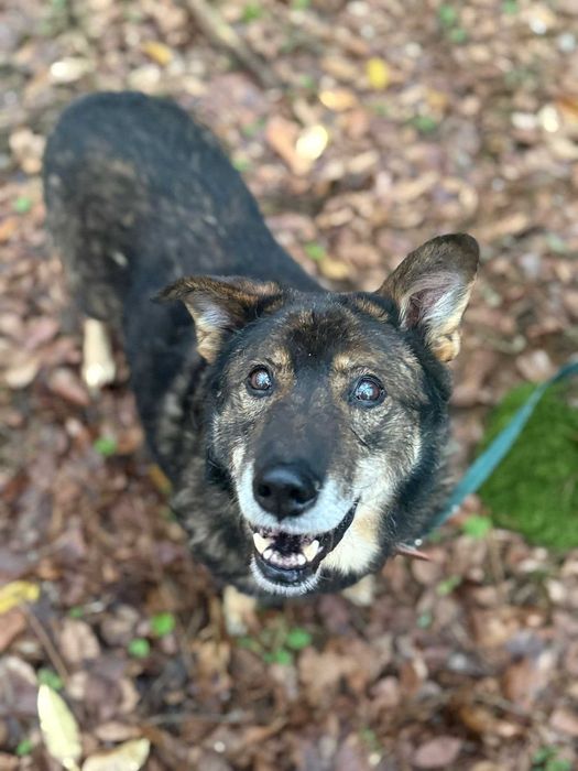 Zamiast łańcucha – kanapa. Zamiast samotności – dom