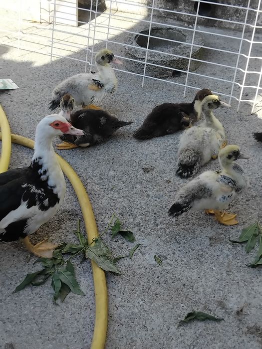 OVOS de pata Frescos Para chocadeiras...