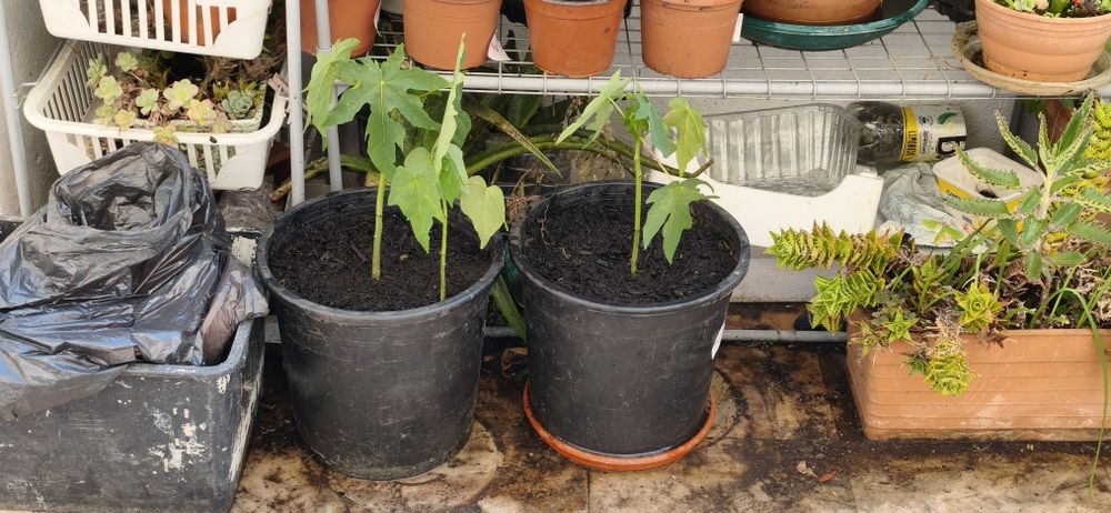 Mundas de mamão com 50 centímetros de altura.