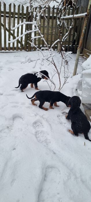 Карпатська гонча