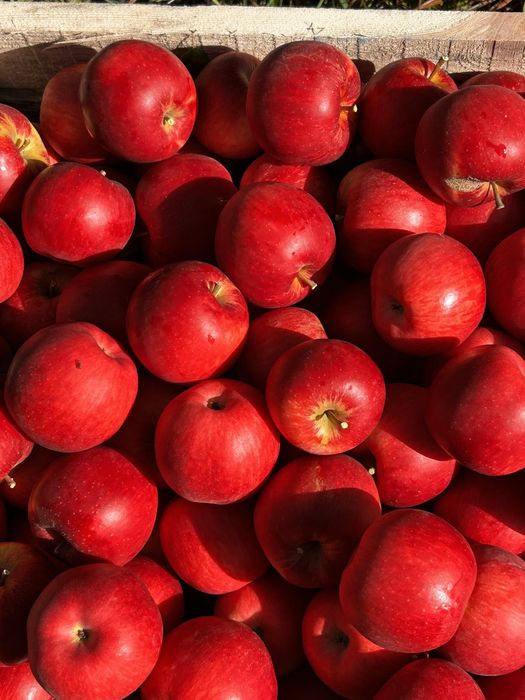 Продам яблука з домашнього саду