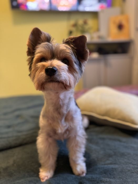 Бівер йорк   Хлопчик