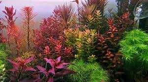 Zestaw roślin akwariowych