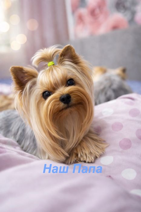 Щенки йоркширского терьера