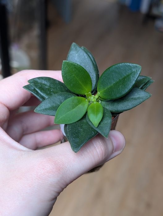 Rezerwacja Hoja hoya Pachyclada snow lotus totalna rzadkość ukorzeniona