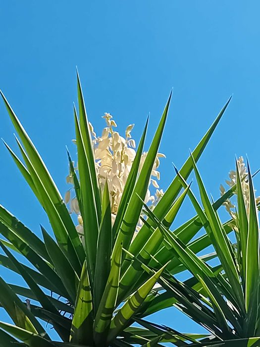 Yucca a'rvore em vaso