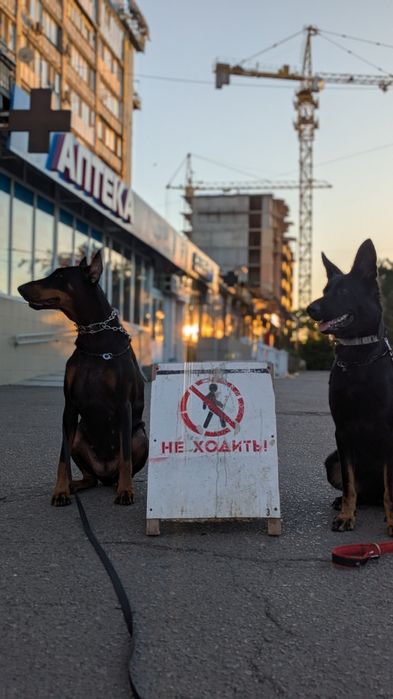 Дресирування собак