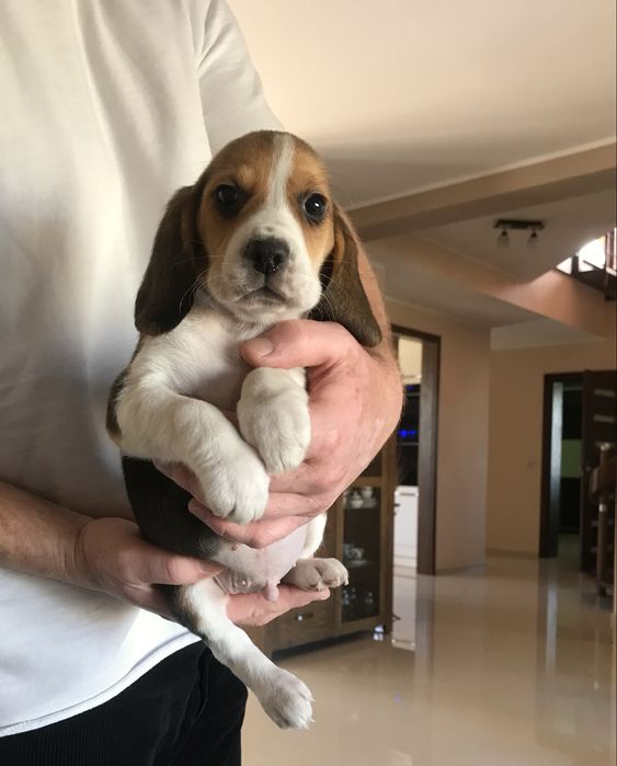 Beagle tricolor! Przecudnej urody z rodowodem.