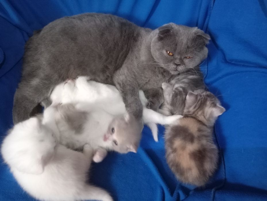 Разноцветные британские котята