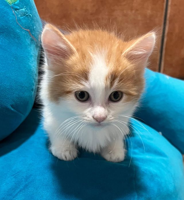 Kot Rasy Munchkin Krótkołapy - Carska Maskotka*PL