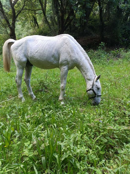 Vendo cobriçoes cavalo lusitano