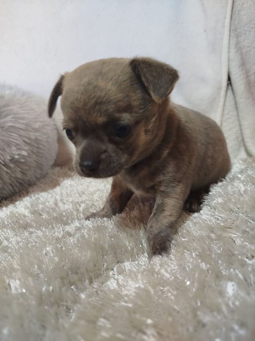 Chihuahua macho