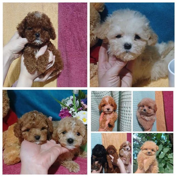 Той пуделя растут до 24 см .Мальтипу мишки. Есть Ред Браун.