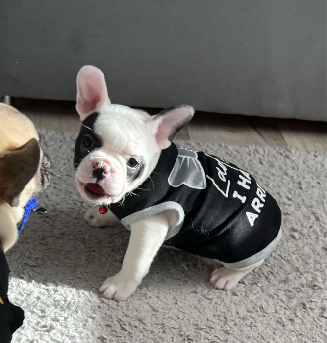 Дівчинка французького бульдога