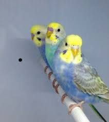 Vendo piriquitos domesticados