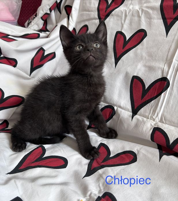 Cudowne maluchy do adopcji :)