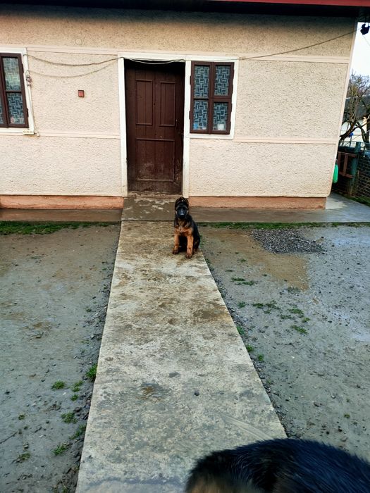 Продаються цуценята