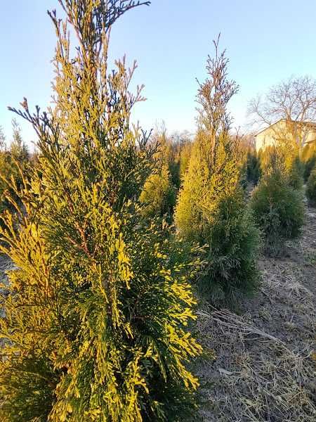 TUJA szmaragd zielona , oraz GOLD, kopana z gruntu