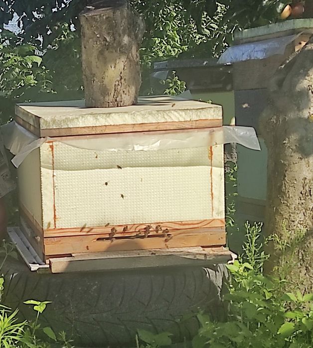 Продам бджоло сім'ї з вуликами