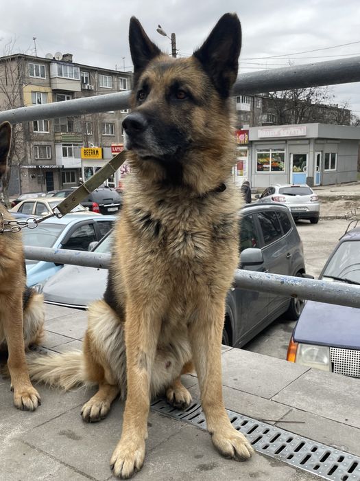 Німецький вівчар в люблячу родину