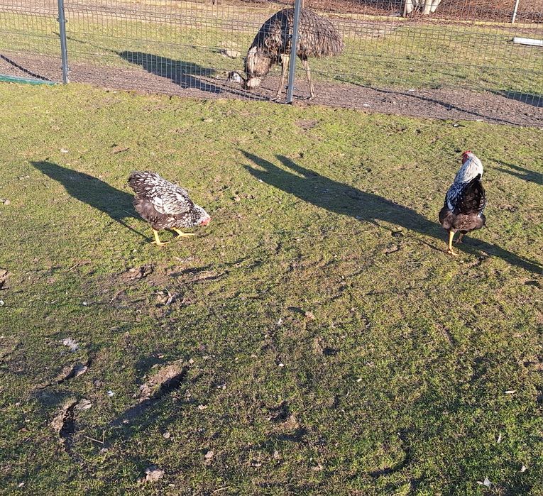 Sprzedam hoguty vayandotte.