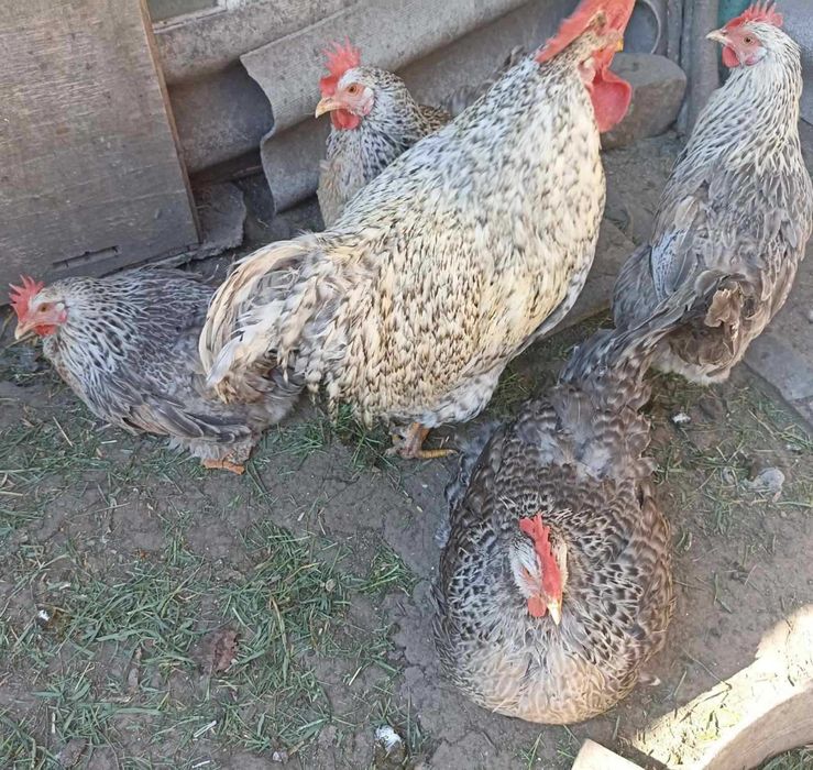 Сім'я курей породи Амераукана Марани Борківська
