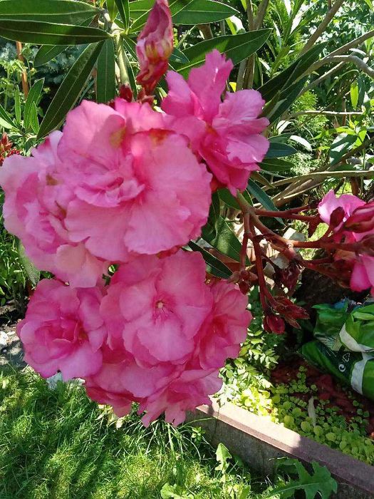 oleander sztuki od 2 do 2,5 metra wysokości