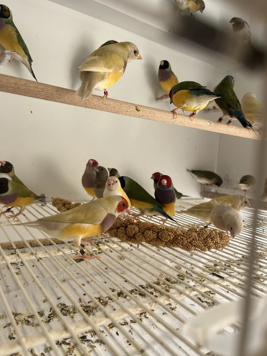 Diamantes de Gould Machos