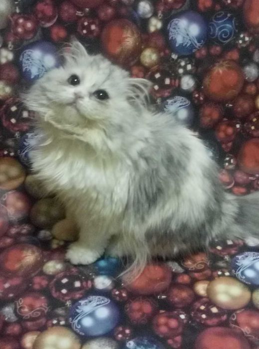 Шотландские котята,Серебристая Голубая шиншилла триколор!!