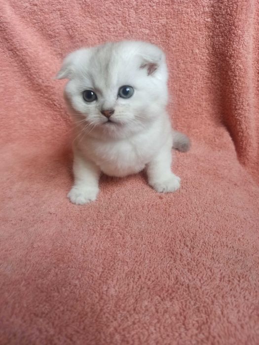 Шотландский котёнок