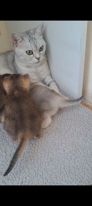 Кошенята, британські котята, золота та срібна шиншила