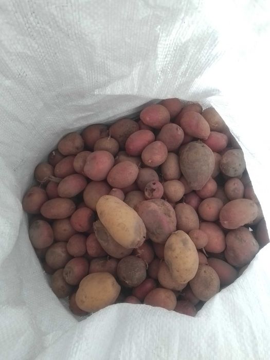 Продам картоплю для тварин