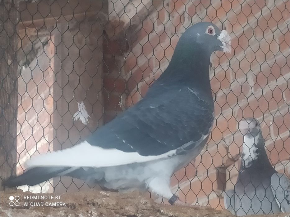 Gołębie staropolskie